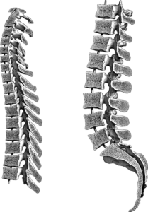 spine